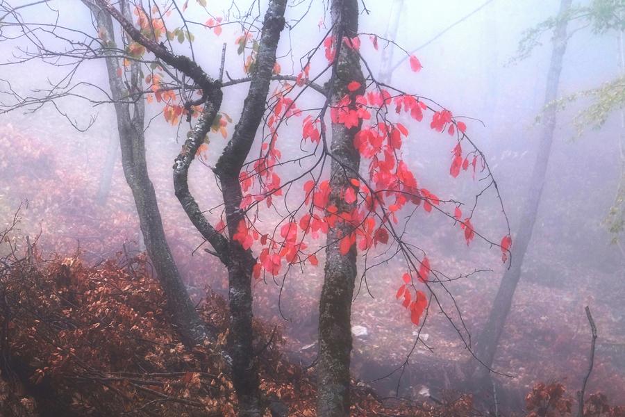 Zarrelli Saverio - Scende la nebbia.jpg